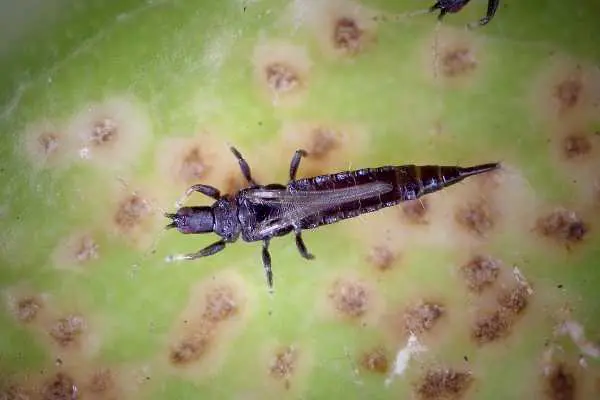 Thrips On Roses Thrips On Roses