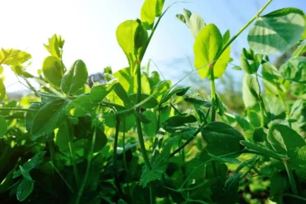 Frost Tolerant Vegetables Frost Tolerant Vegetables
