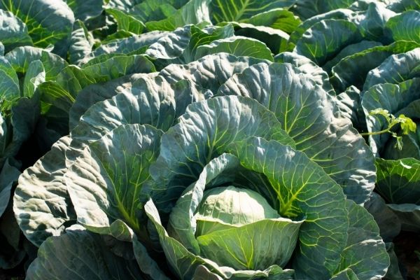 Cabbage in winter