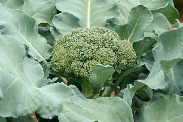 Broccoli