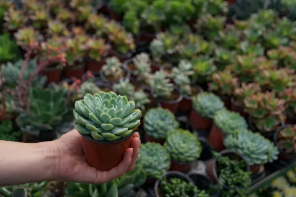 Crassula Purple Dragon 14 - Garden Express Australia