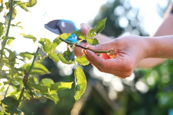 pruning roses