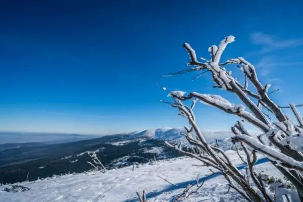 Frost Tolerant Plants 2 - Garden Express Australia