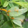 rust on rose leaf