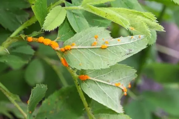 rust on rose leaf