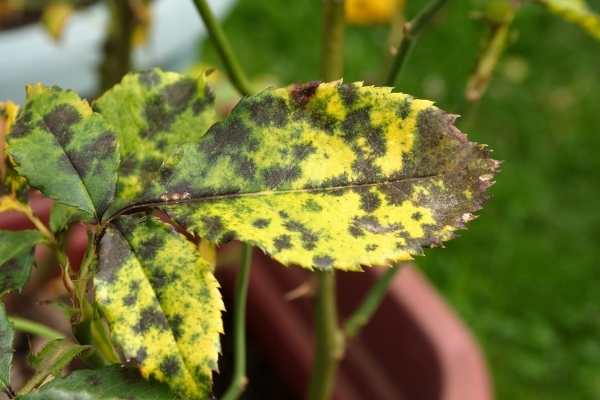 Black Spots On Roses