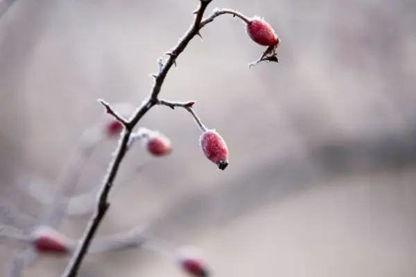 Frost Tolerant Plants 3 - Garden Express Australia