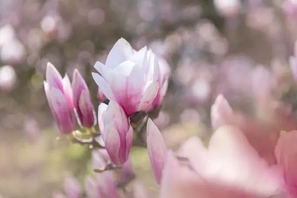 Frost Tolerant Plants 4 - Garden Express Australia