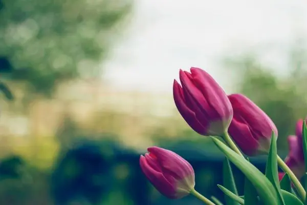 Frost Tolerant Plants 5 - Garden Express Australia