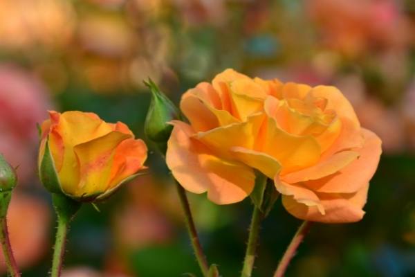 Common Rose Leaf Problems - Garden Express