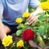 Fertilising Roses 8 - Garden Express Australia