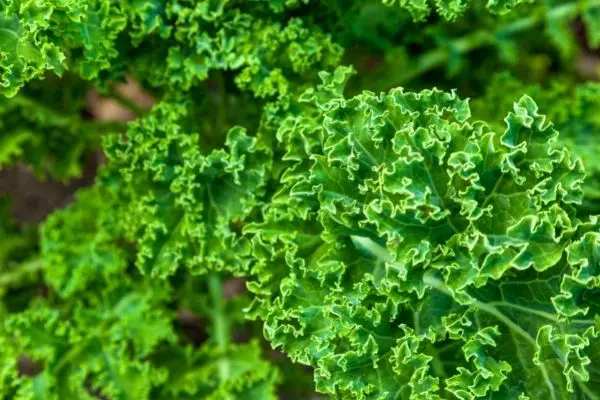 Curly Kale