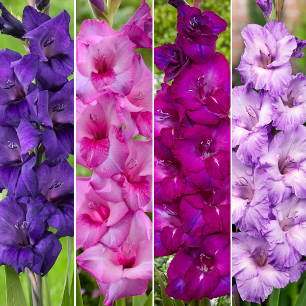 Gladioli Winter Collection 3