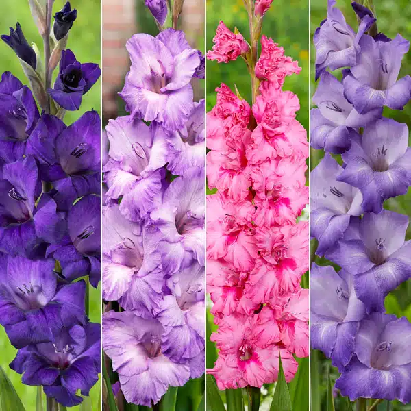 Gladioli Winter Collection 3 Gladioli Winter Collection 3
