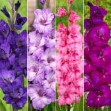 Gladioli Winter Col Colglawc3 2026 - Garden Express Australia