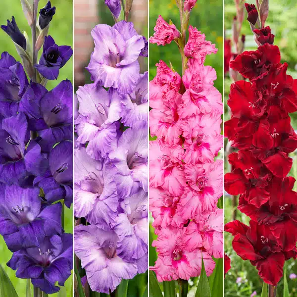 Gladioli Winter Collection 3 Gladioli Winter Collection 3