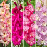 Gladioli Winter Col Colglawc4 2025 - Garden Express Australia