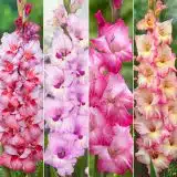 Gladioli Winter Col Colglawc4 2026 - Garden Express Australia