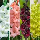 Gladioli Winter Col Colglawc5 2026 - Garden Express Australia