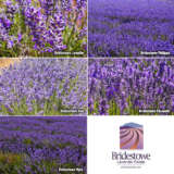Lavender Bridestowe Sampler Collection X 5 Plants