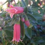 Correa Pink Mist Lpocorpmi - Garden Express Australia