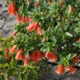 Correa Pulchella Orange Pplcorpor - Garden Express Australia