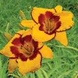 Daylily High Impact