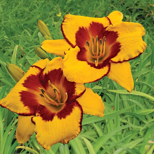 Daylily High Impact