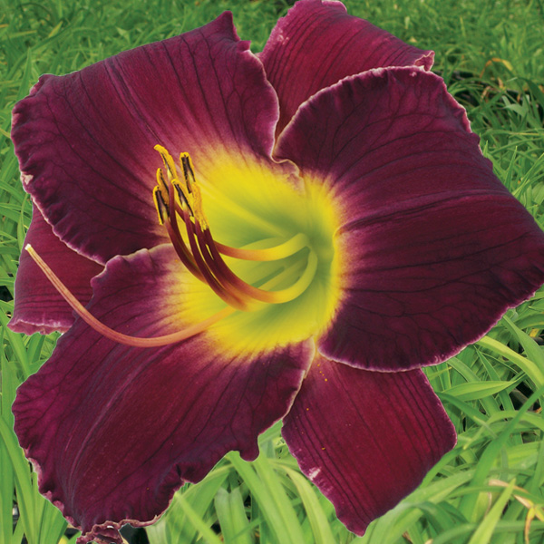 Daylily Shaka Zulu