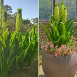Eucomis Giant Pineapple Lily
