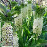 Eucomis Pole-evansii White