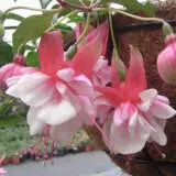 Fuchsia Weald View Bossa Nova Pplfucwvbn - Garden Express Australia