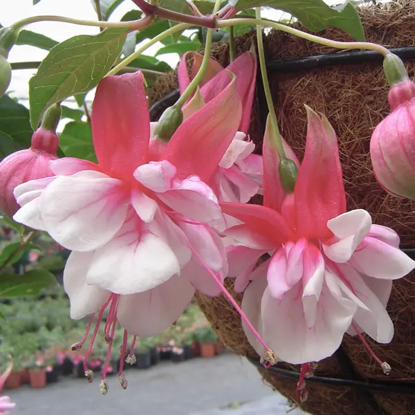 Fuchsia Weald View Bossa Nova