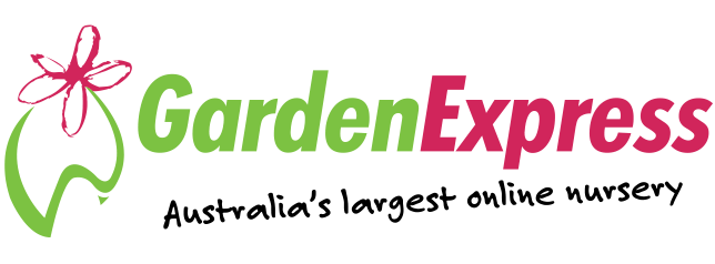 Dietes Iridoides 68mm - Garden Express