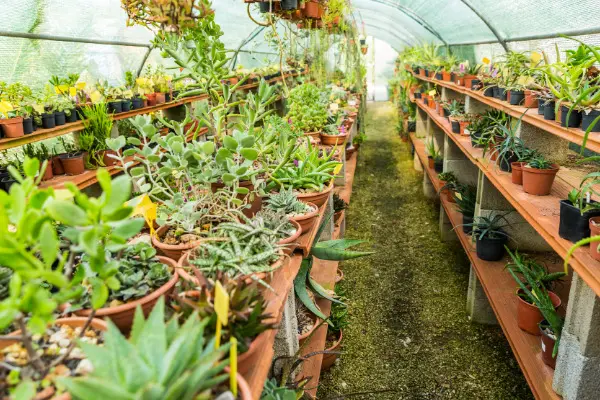 Crassula Purple Dragon Garden Express May Blogs 1 - Garden Express Australia