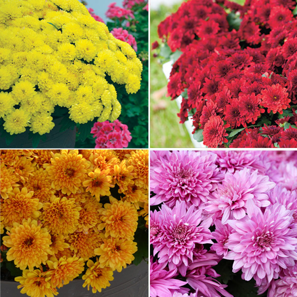 Garden Mum Chrysanthemum Collection X 2