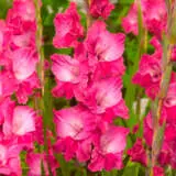 Gladioli Fairytale Pink Pkglafpi - Garden Express Australia
