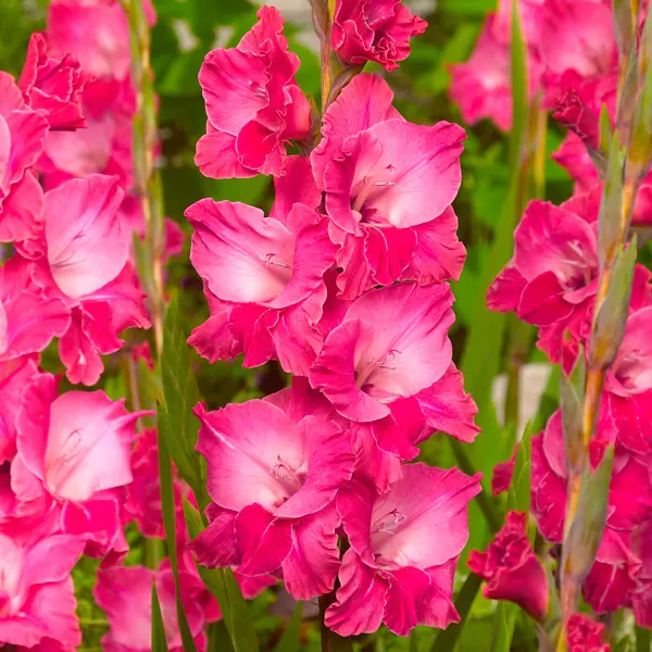 Gladioli Fairytale Pink