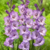 Gladioli Flevo Nautica Pkglafna - Garden Express Australia