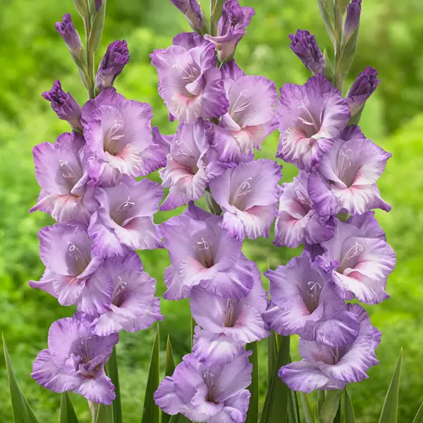 Gladioli Flevo Nautica