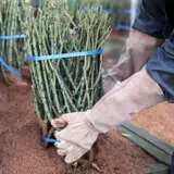 Gloves Website1 - Garden Express Australia