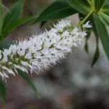 Hebe Snowdrift 2021 Lpohebsno - Garden Express Australia