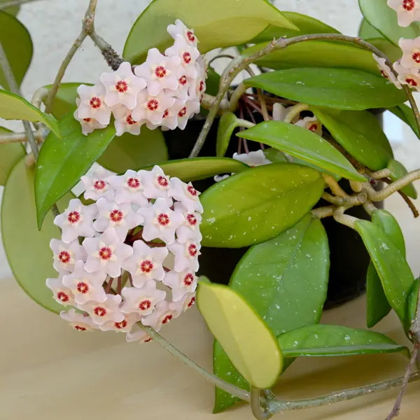 Hoya Carnosa Pink