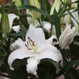 Lilium Santander Lilium Santander
