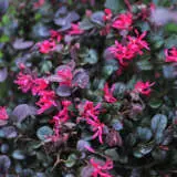 Loropetalum Plum Delight Lpolorpde - Garden Express Australia