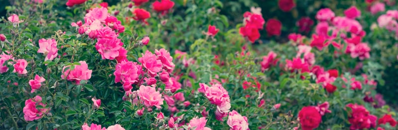 Roses Diseases