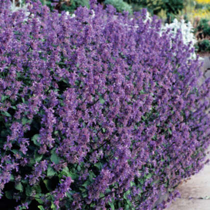 Seed – Catmint Purple