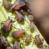 Aphids On Roses