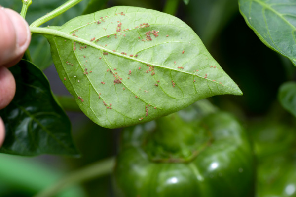 Rose Pests