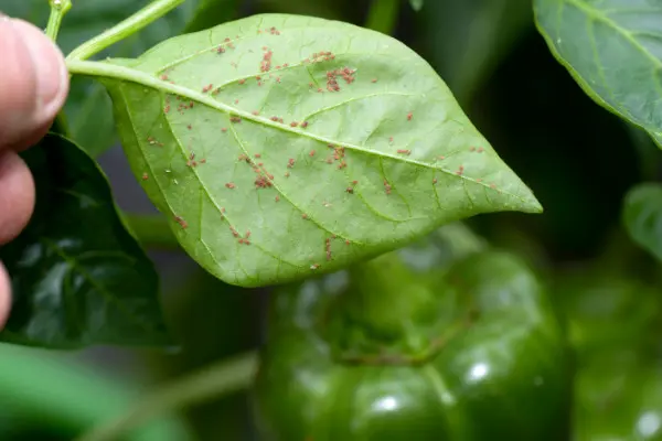 Common Rose Leaf Problems Rose Pests